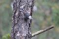 White-breasted Nuthatch FtDavisAug08 117
